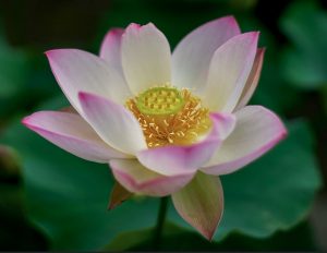 Lotus flower