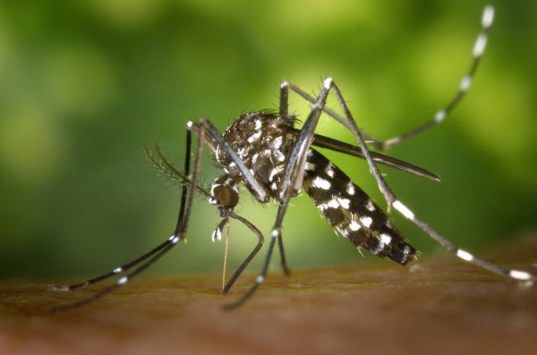 A mosquito feeding on someone's arm.