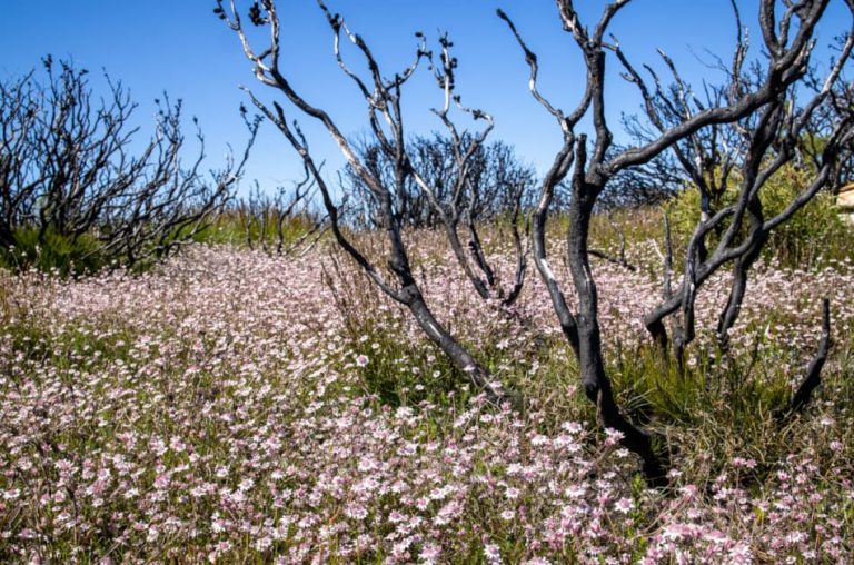 The Blue Mountains has a sea of pink flannel flowers in spring.