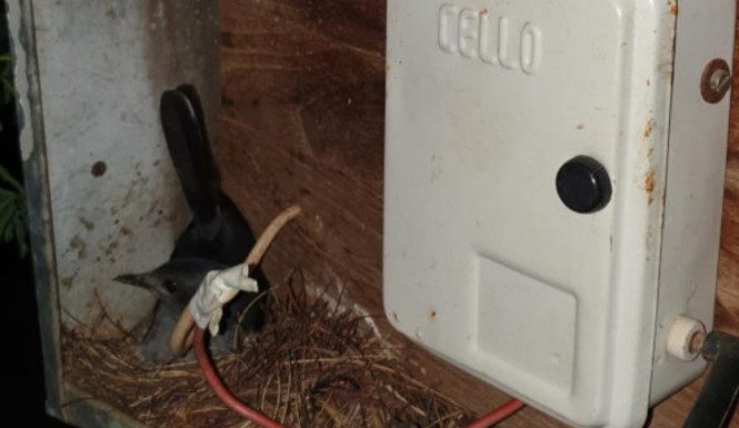 An Indian robin with its nest by an electrical switchboard.