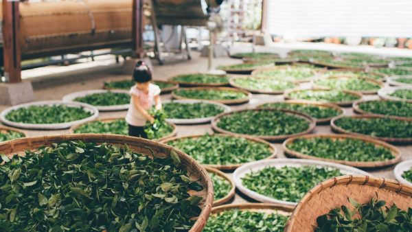 girl surrounded by many baskets of green tea leaves