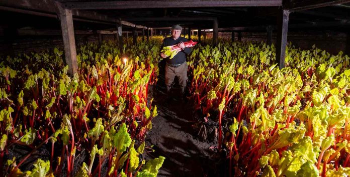 winter-forced-rhubarb