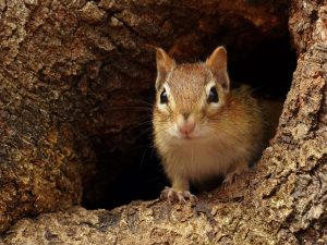 A chipmunk.