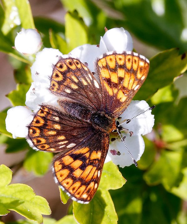 Duke of Burgundy butterfly sitting atop a white flower.