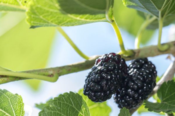 Ripe black mulberries on a branch.