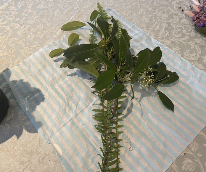 Striped tissue paper with leaves from a sword shape fern and Pivet Ligustrum leaves.