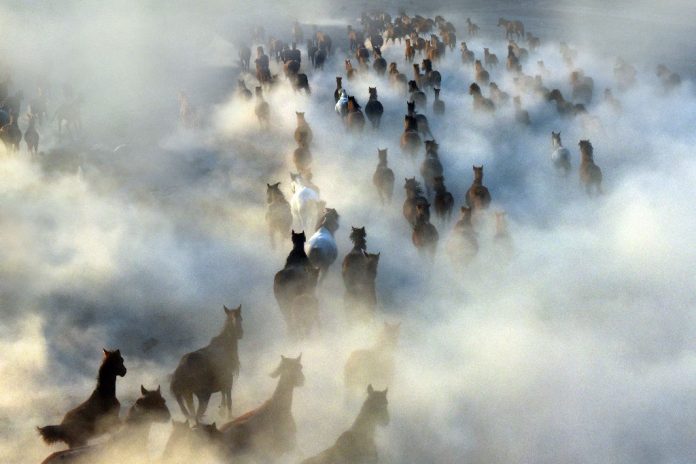 yilki_horses