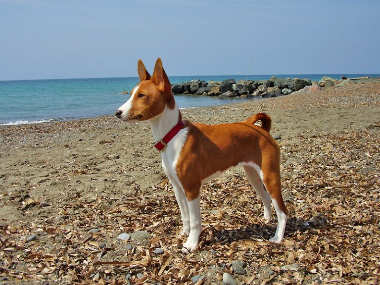  Dr. Edwards says the genome of the Basenji is one of only a handful of referenced quality genomes for specific dog breeds.