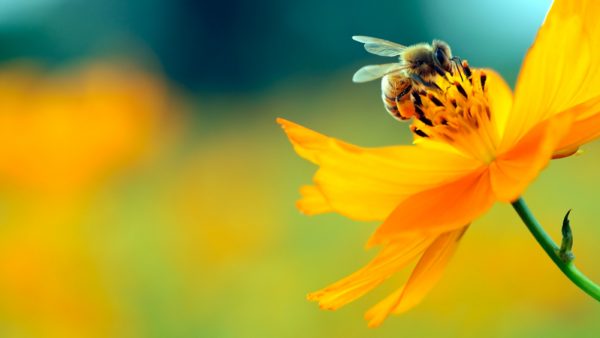 Friend or foe: Even the good things in life like bees and pollen can spoil your summer and cause severe allergies.