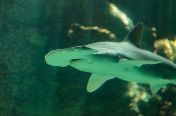 Researchers studied bonnetheads, the smallest of the hammerhead sharks.