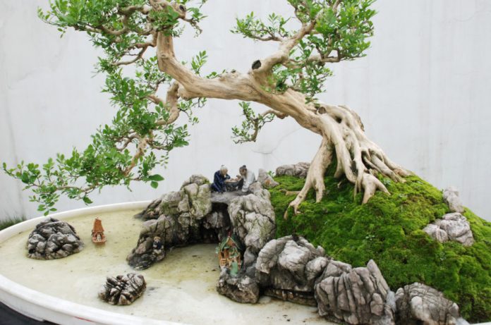 A curry tree bonsai composition with a Chinese mini-scape including rocks and ceramic figurines.