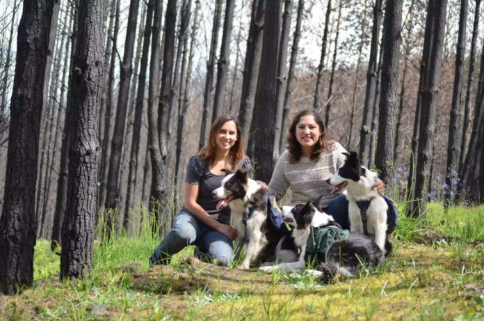 3 border collies help reseed forest ravaged by fires.