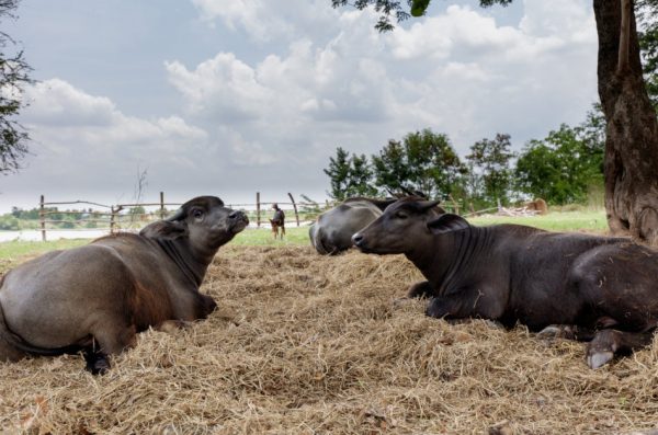 Water buffalo calves lying on a pile of straw.