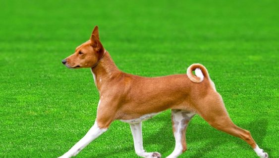 The DNA sequence of a Basenji named 'China' (pictured) could have a big impact on the understanding of dog evolution, domestication, and canine genetic diseases.