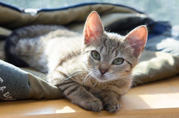 A cute gray tabby cat lying on a blanket on a wooden surface.