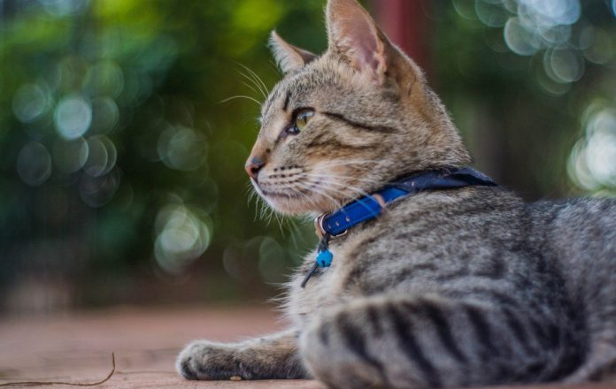 A gray tabby cat with a blue collar laying on the ground outside.