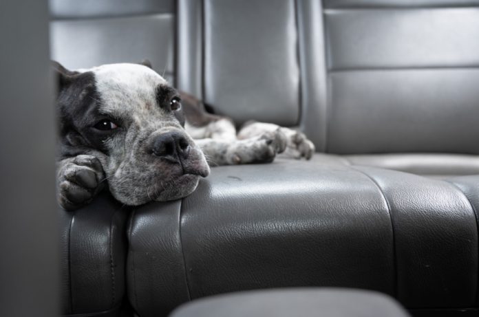 Black and white dog laying in the backseat of a car.