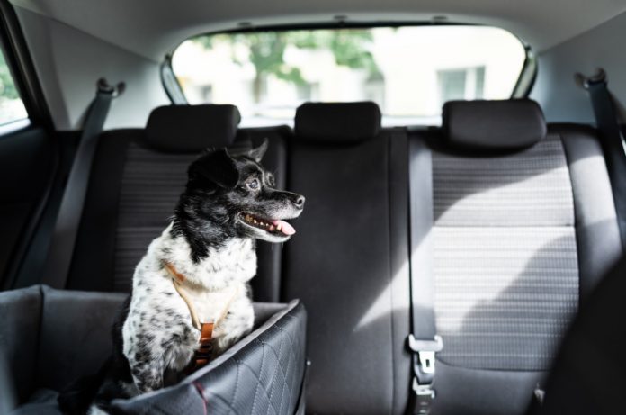 Black and white dog sits securely in a dog car seat.