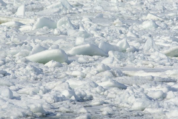 The drift ice prevented the trapped beluga whales from surfacing.