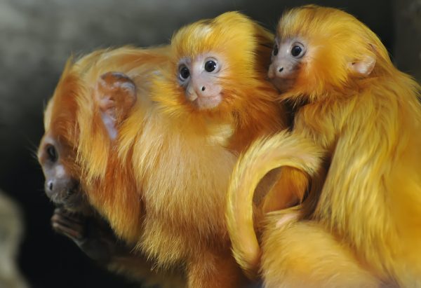 two baby golden lion tamarins on their mothers back all of them have this beautiful reddish orange hair color