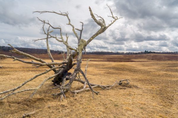Dead tree branches piled up in a big meadow in Shenandoah National Park in Autumn with gray clouds overhead.