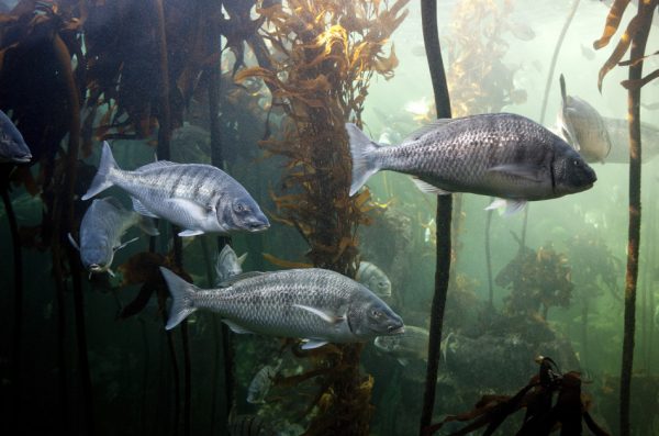 White steenbras swimming in the Great African Sea Forest.