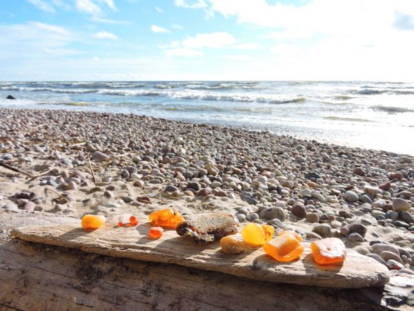 various size and color amber displayed on a piece of driftwood