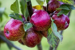 Apple varieties on the brink of extinction are being rescued.