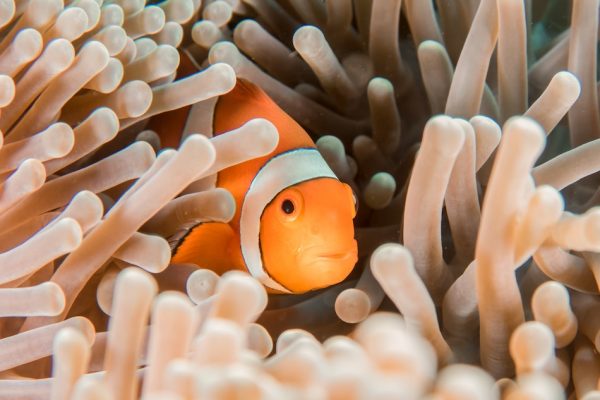 orange clownfish with white and black stripes hides in an light brown cluster of sea anemones