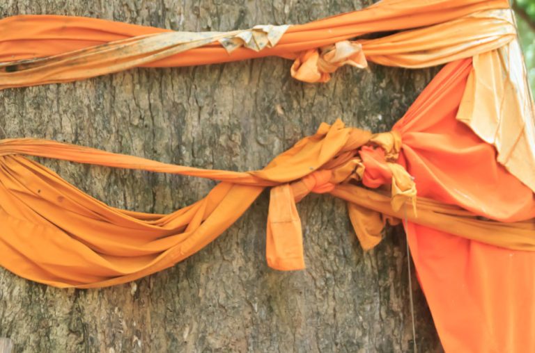 Tree ordination – a tree is wrapped with an orange Buddhist monk's robe.