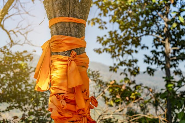 orange robes tied around the trunk of a tree