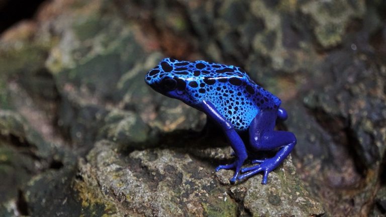 Blue poision dart frog, Tumucumaque Mountains Park, Brazil.