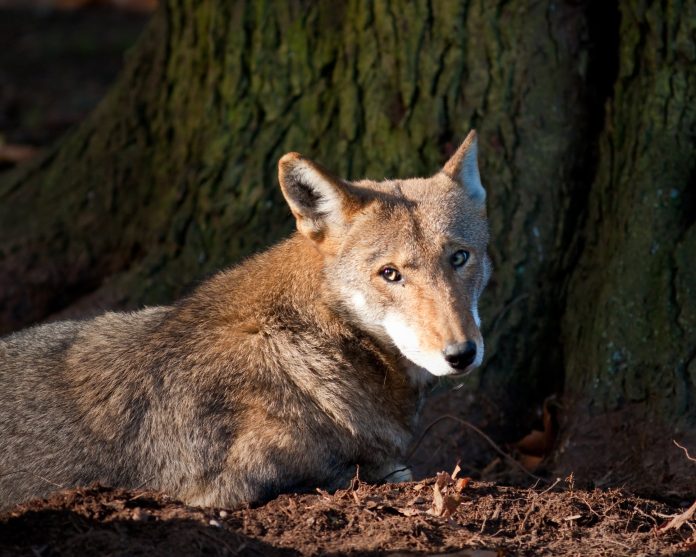 red_wolf