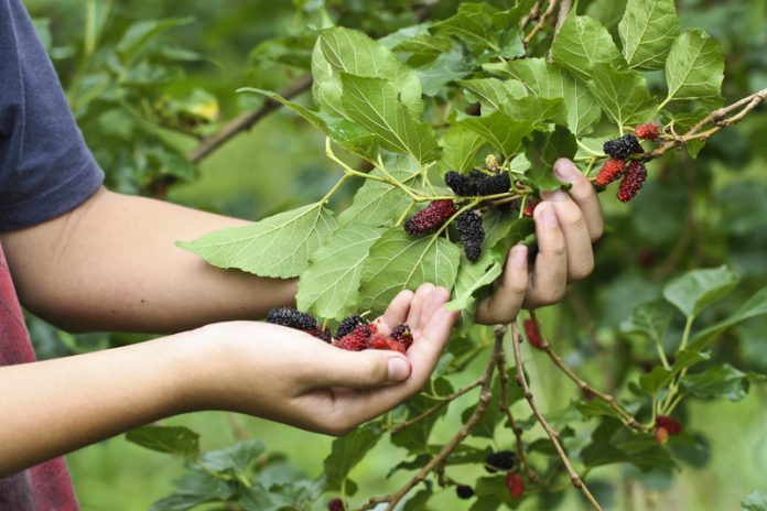 Mulberry is not only an edible fruit but also a good kind of herbal medicine