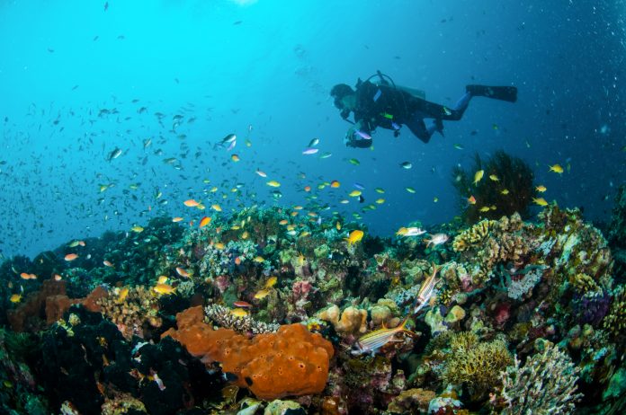 Scuba divers get to witness an amazing diversity of fish and other marine species at an Indonesian volcano dive site.