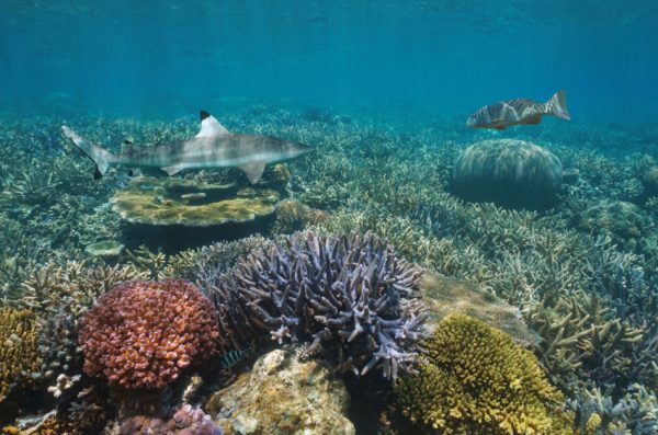 Colorful coral reef underwater with a blacktip reef shark and a coral trout grouper, Pacific Ocean.