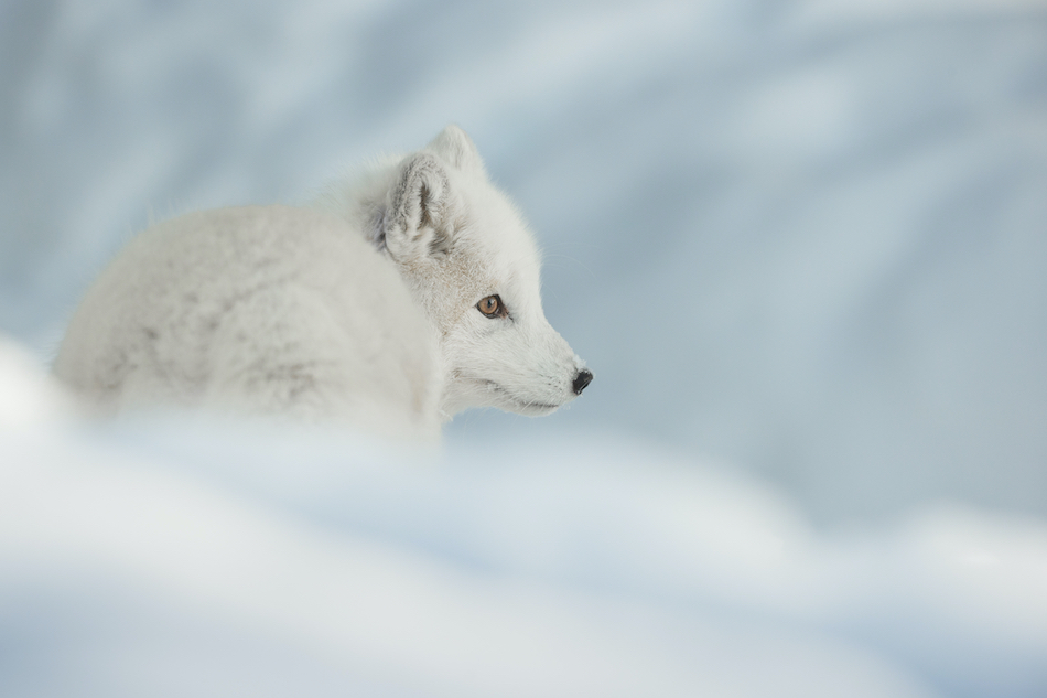 An Arctic Fox in the snow.
