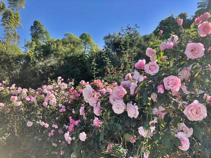 Rose Hill's spectacular rose garden.