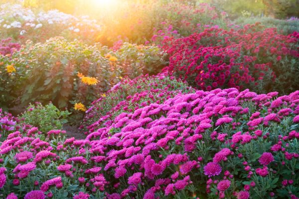 Chrysanthemum