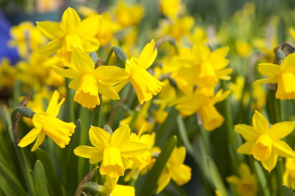 Narcissus