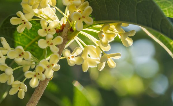 Sweet_osmanthus