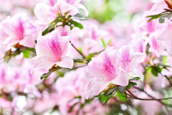 azalea