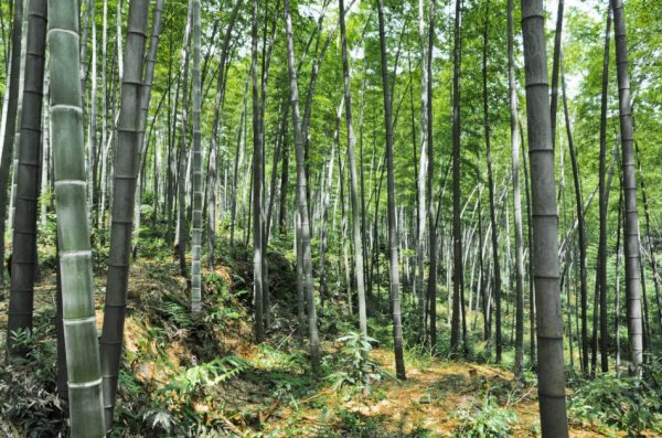 The Bamboo Forest of South Sichuan, China.