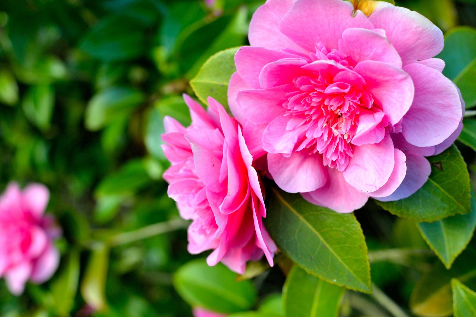 10 of the Most Famous Chinese Flowers Nspirement
