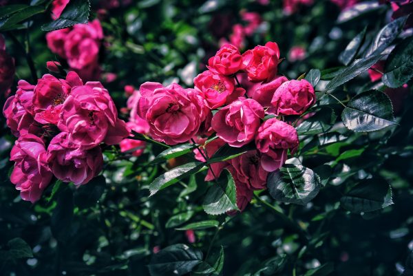 chinese_rose