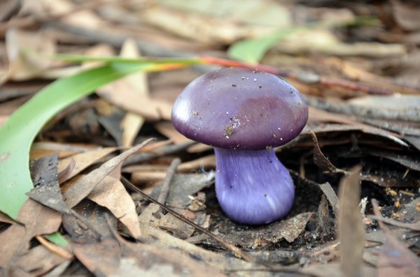 Slimey purple Cortinarius Archeri, a fungi native to Australia.