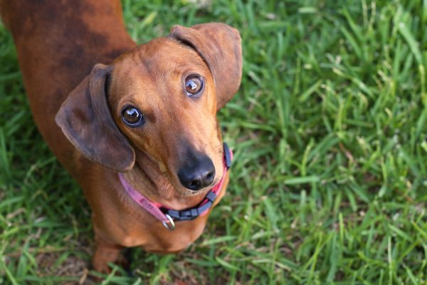 Profiles for cats and dogs can now be found on Tinder in Munich, Germany.