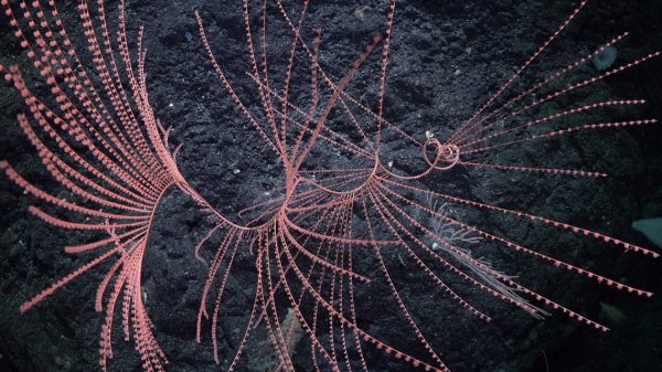 Rare glass octopus lives at depths of 3,0000 meters.