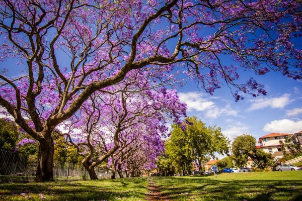 bright purple flowers of a large jacaranda tree blue sky and suburban houses in the background
