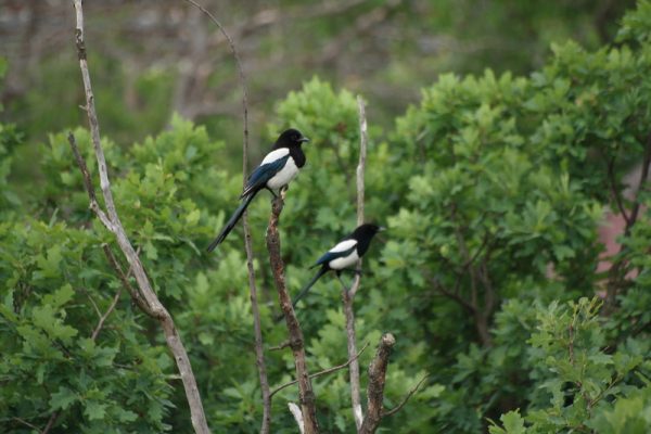 Magpies are auspicious Chinese Symbols are are associated with weddings and festivals.